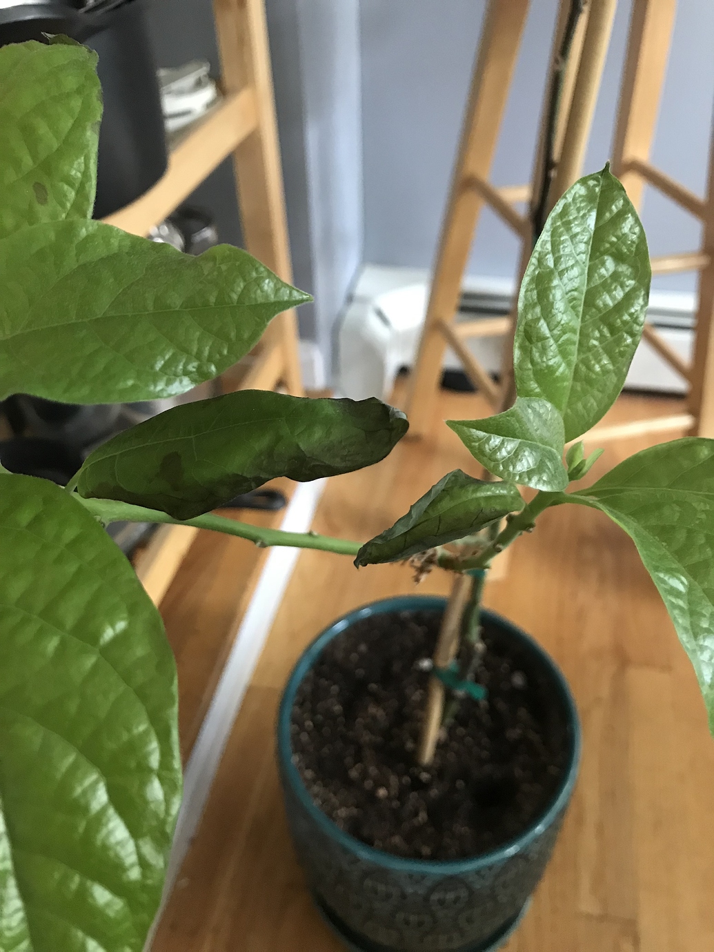 Indoor Avocado tree dying General Fruit Growing Growing Fruit