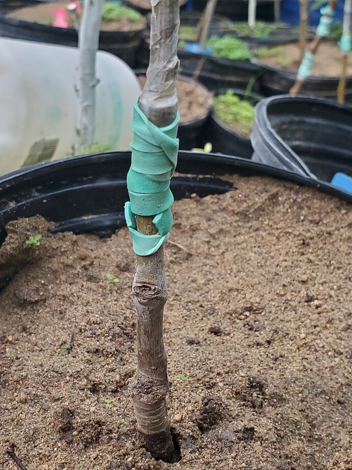 Dorsett Golden Interstock - G41 & Seedling Rootstock