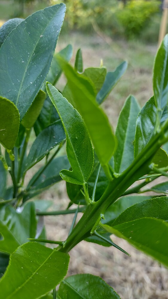 IMG_20240828_175208971_HDR