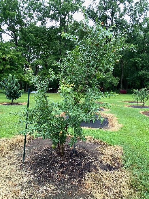 Purple Heart - July 2021