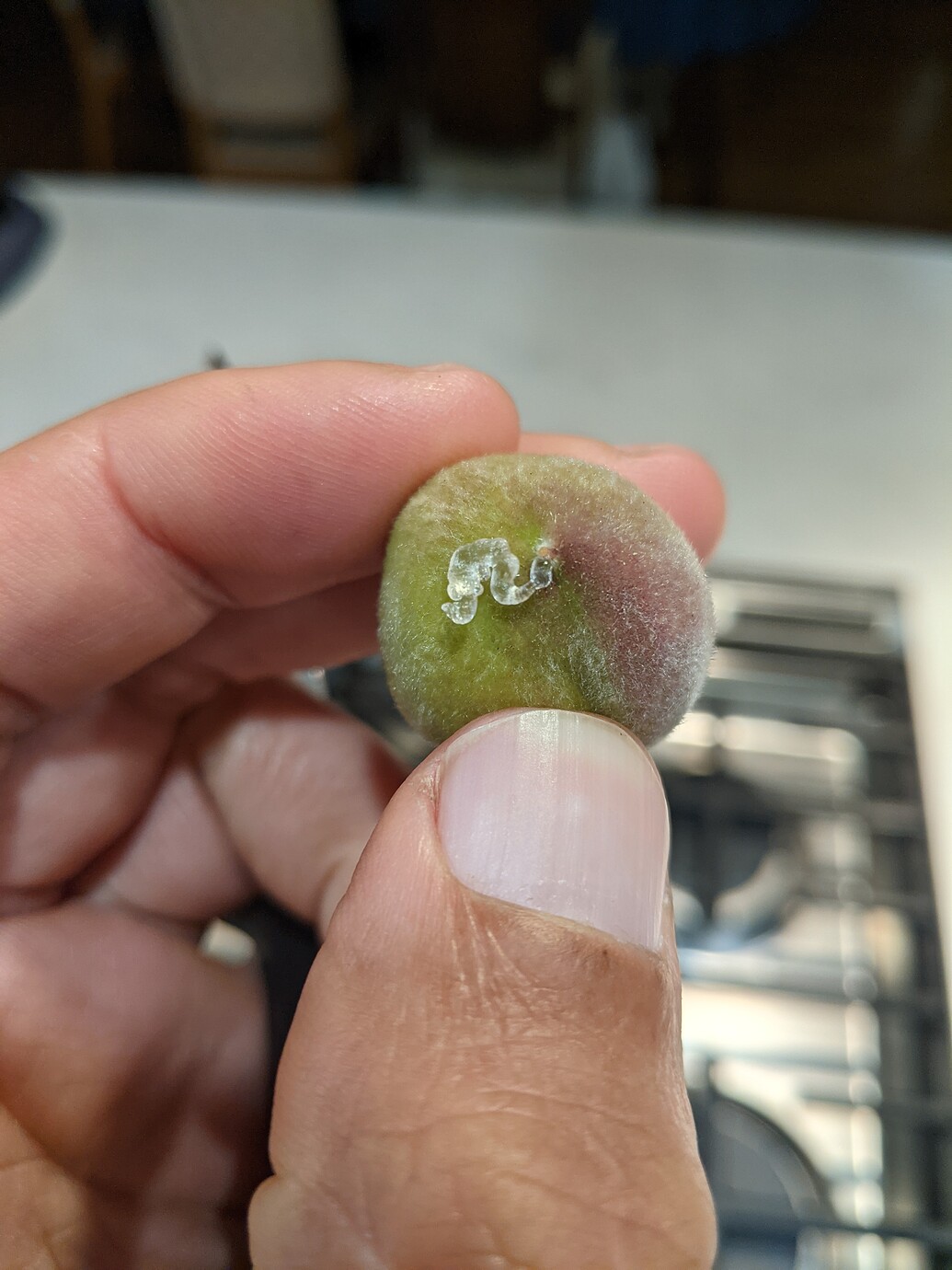 Peaches Oozing Clear Sap General Fruit Growing Growing Fruit