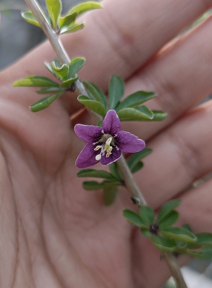 IMG20230826122933_edited_1728331656145591