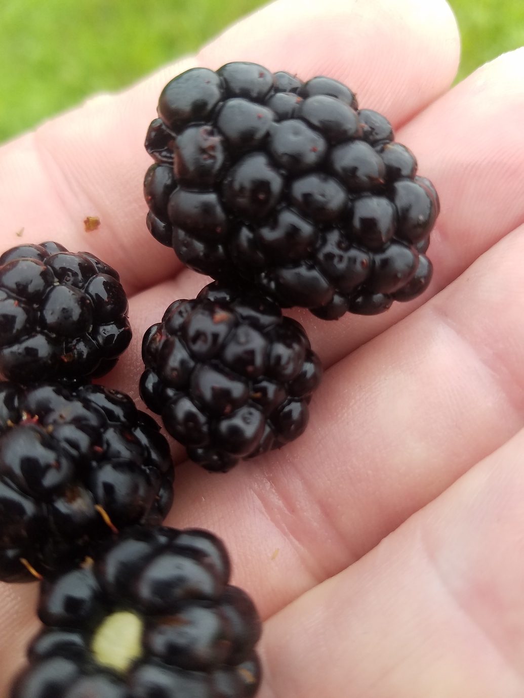 Extending the blackberry season General Fruit Growing Growing Fruit