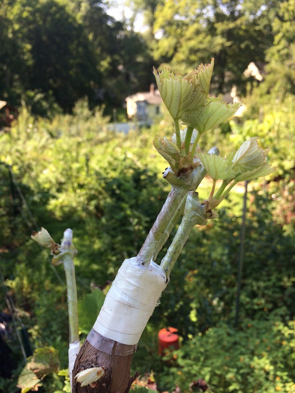 Grafting grape, some initial success General Fruit Growing Growing Fruit