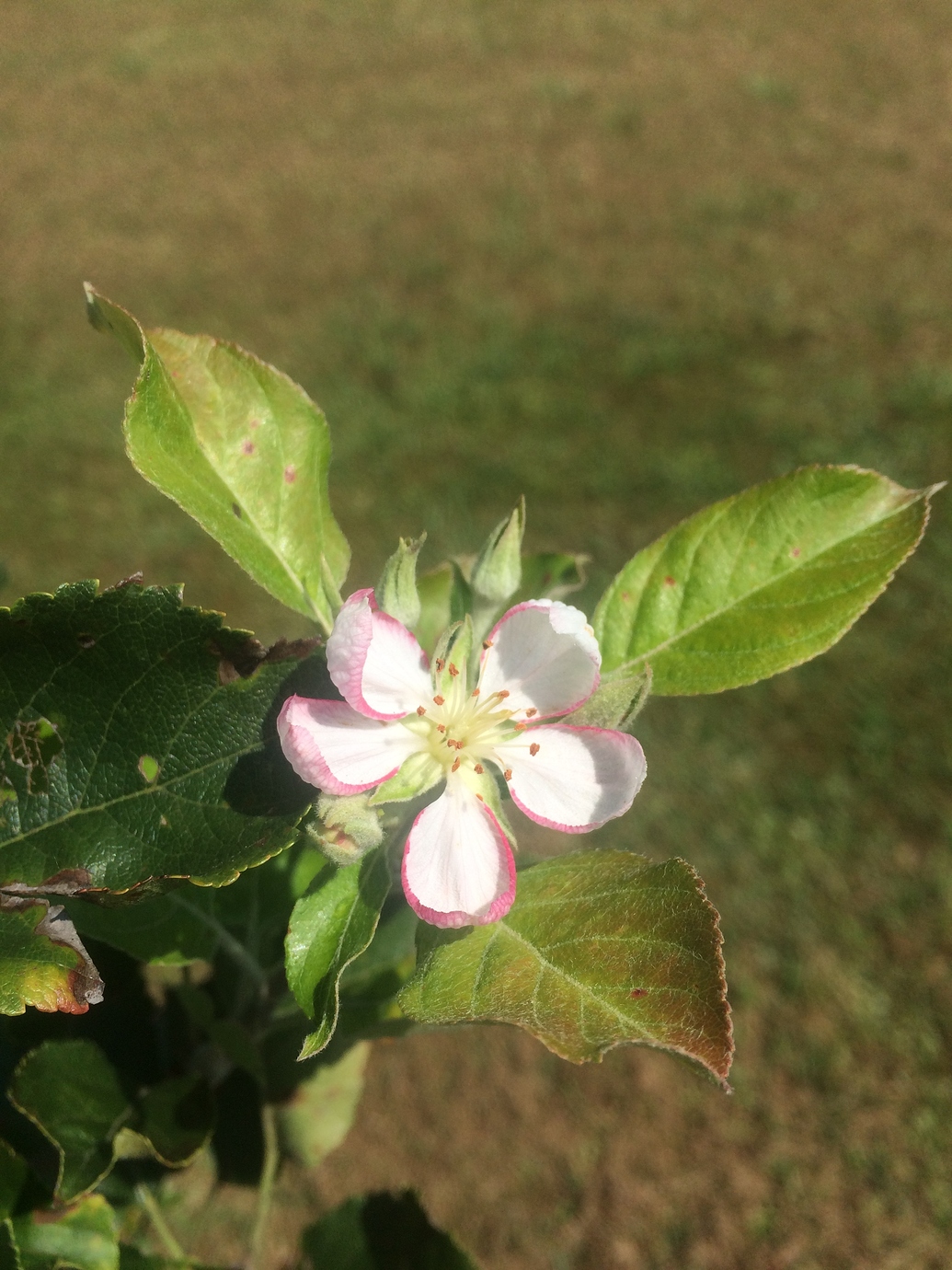 My pink lady apple tree is blooming in August General Fruit Growing