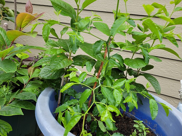 16568598600858469651579191716920