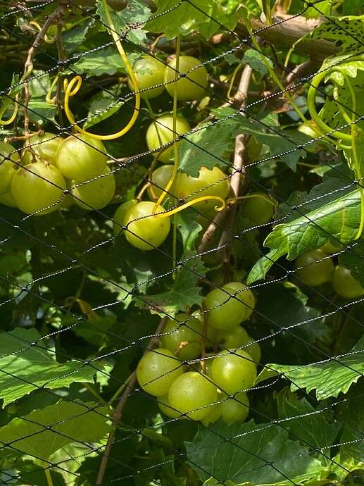 Scuppernongs