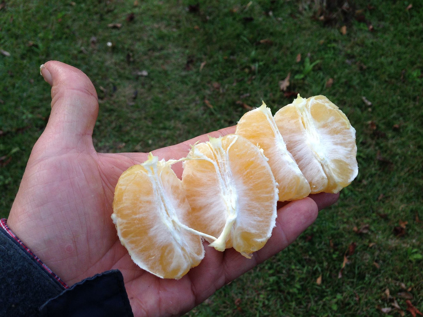 All Things Cold Hardy Citrus, news, thoughts and evaluations General