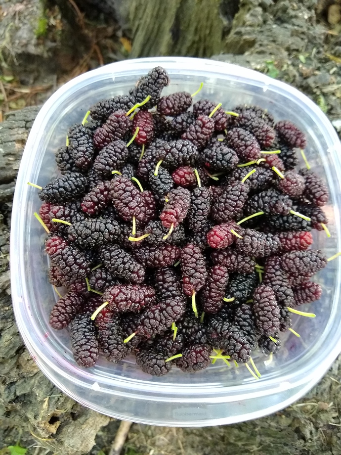 IMG_20190603_143543736