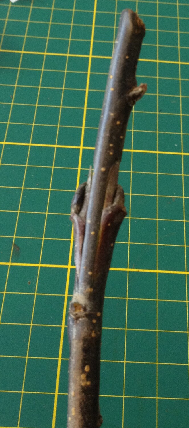 Apples tree grafting Multiple scions on first year rootstock General