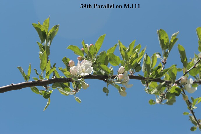 39th Parallel