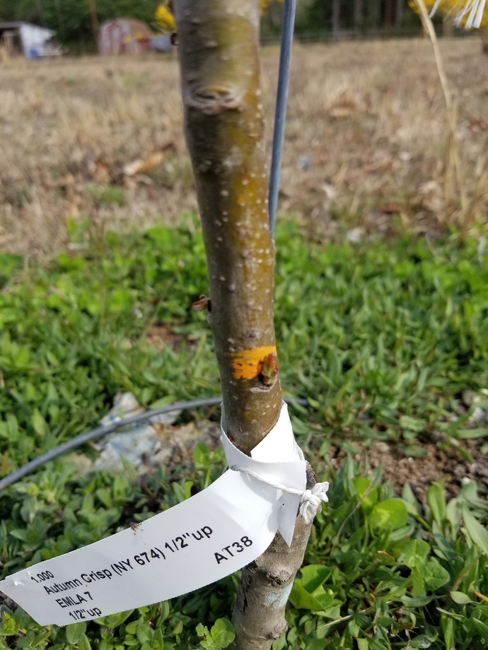 Autumn Crisp Apple Damage Advice General Fruit Growing Growing Fruit