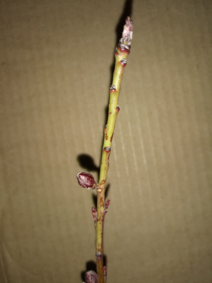 20190305_190033