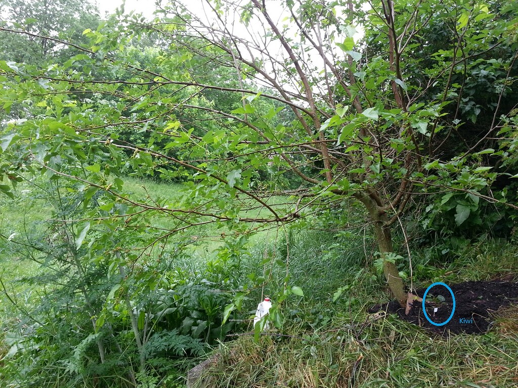 Living trellis for my kiwi General Fruit Growing Growing Fruit