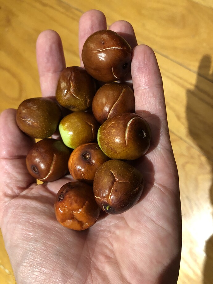 Honey_Jar_cracked_09-30-2021