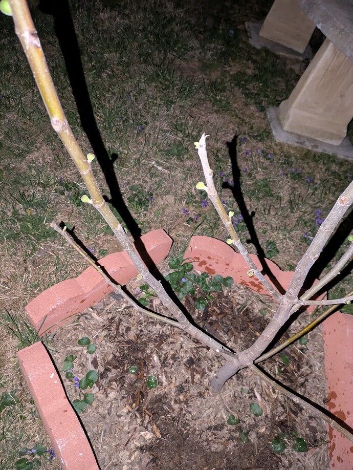 PXL_20250425_035945631