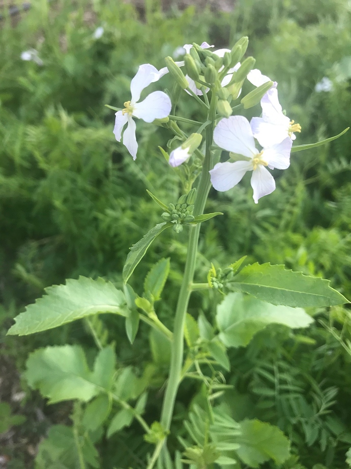 daikon