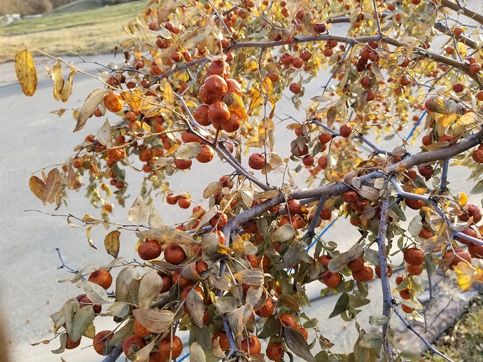 15741152805533817997143451018663