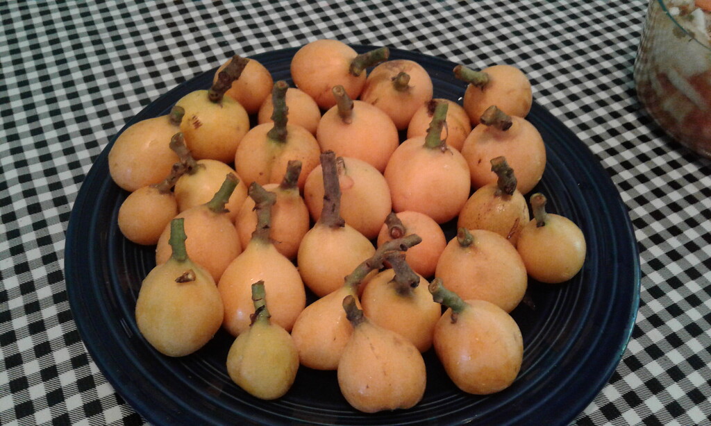 Gold Nugget Loquat Pictures! Growing Fruit
