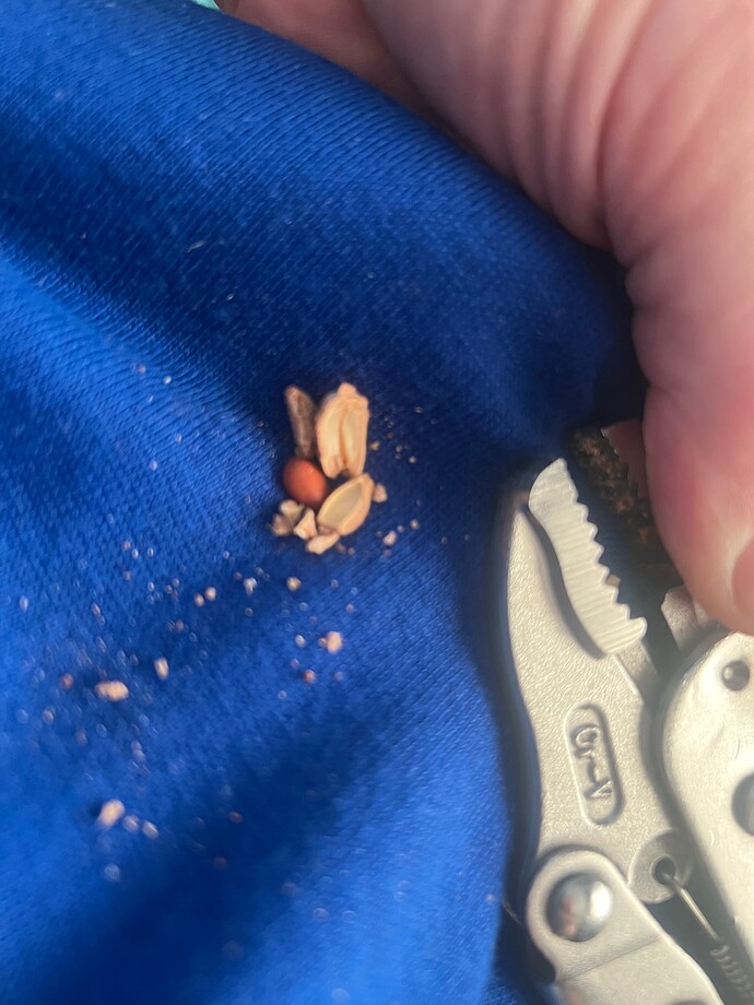 juju_cracked_01-8-2025