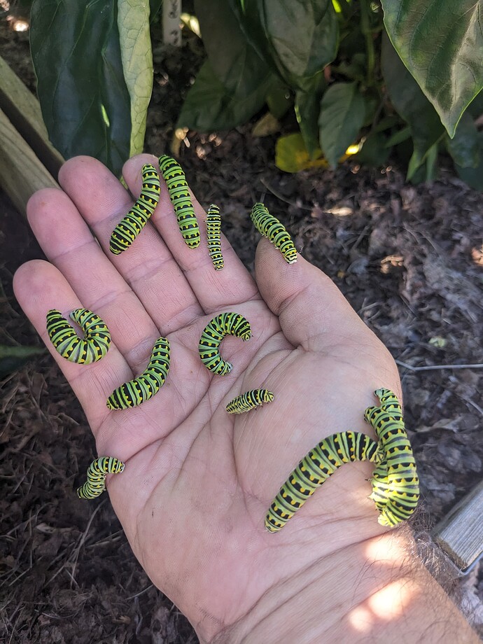 swallowtail catepillers