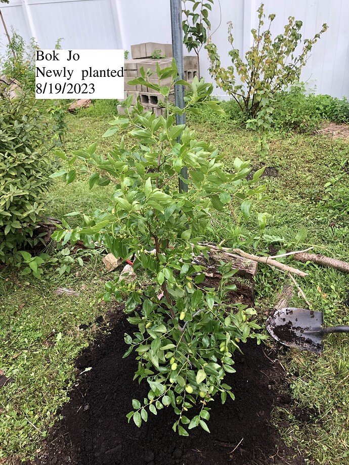 Bok_Jo_planted_08-19-2023
