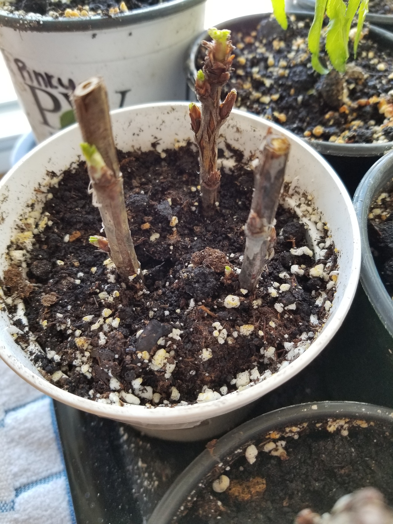 Propagating currants and gooseberries from cuttings when and how best