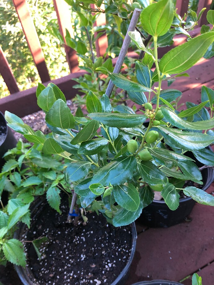 Empress_Gee_potted_08-25-2022
