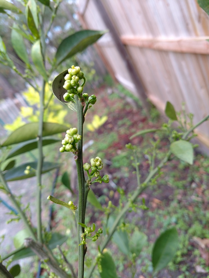 IMG_20180212_171856672