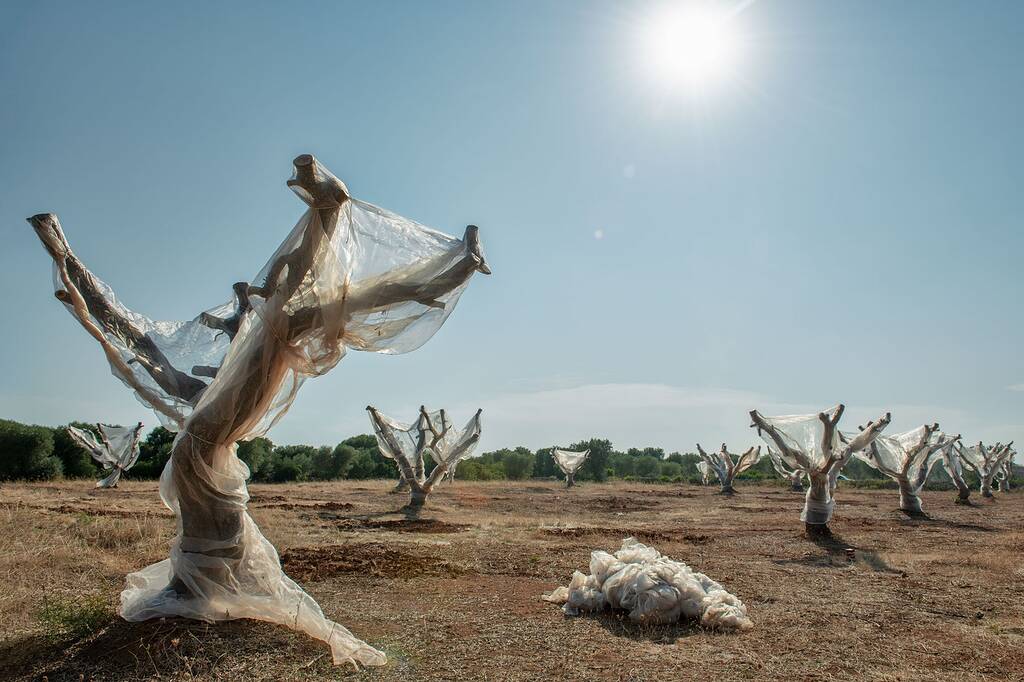 Olive trees dying General Fruit Growing Growing Fruit