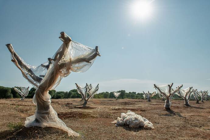 Xylellainfected trees in mesh quarantine. Much of the grove has already been uprooted. These plants will soon be next