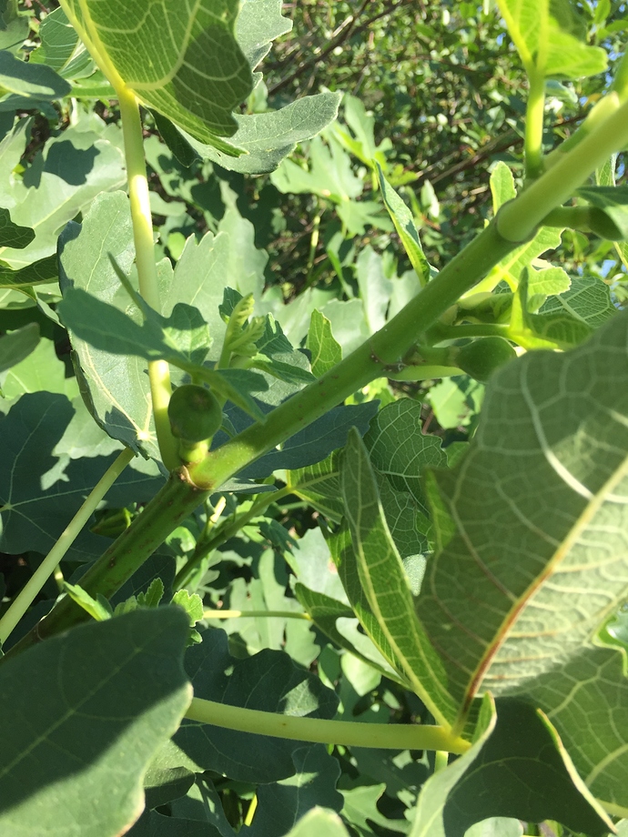 FA3DB521-522C-483A-8665-BDA41FF784CB