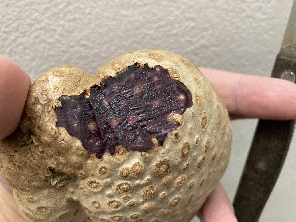 Purple yams General Gardening Growing Fruit