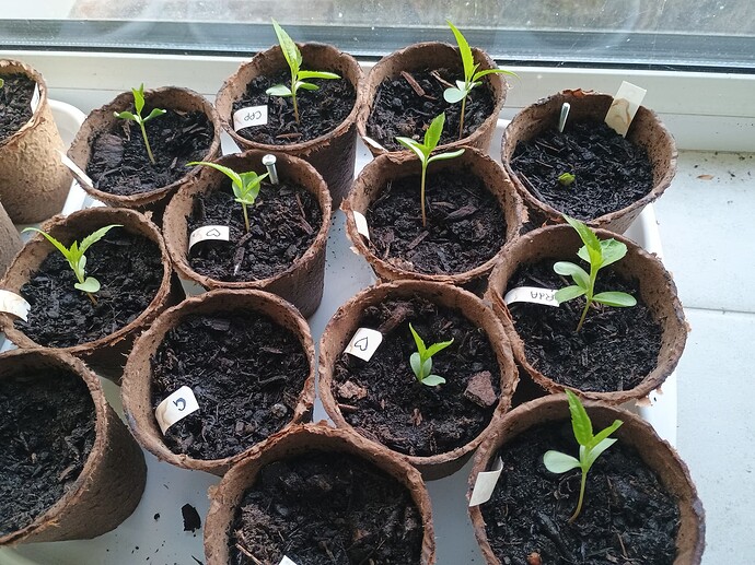 IMG_20240413_201923022