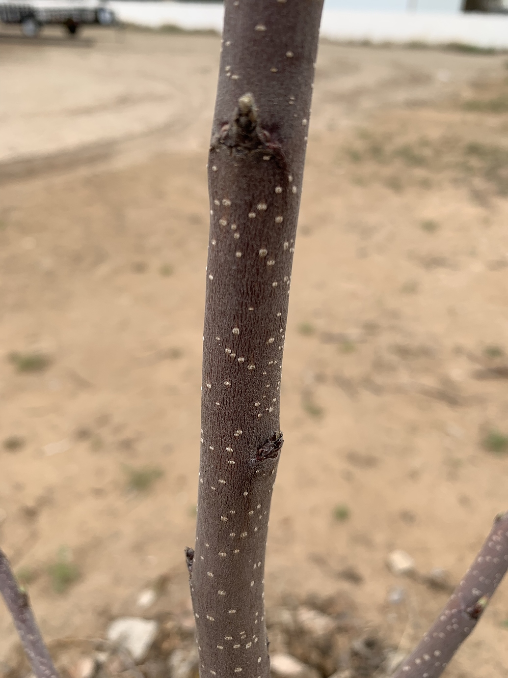 Is this San Jose scale or just how apple trees are General Fruit