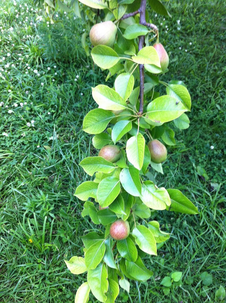 The 39th Parallel Nursery and Orchard! - Page 6 - General Fruit Growing ...