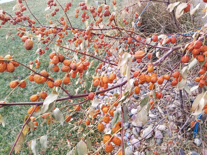 16381369359963289506492711333207