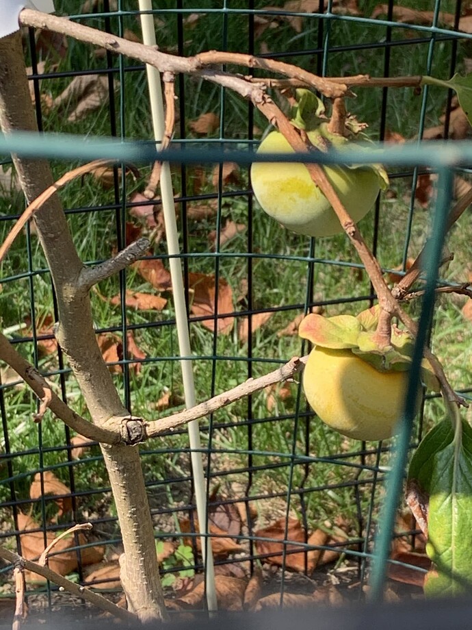 Fuyu persimmons (10Sep2024)