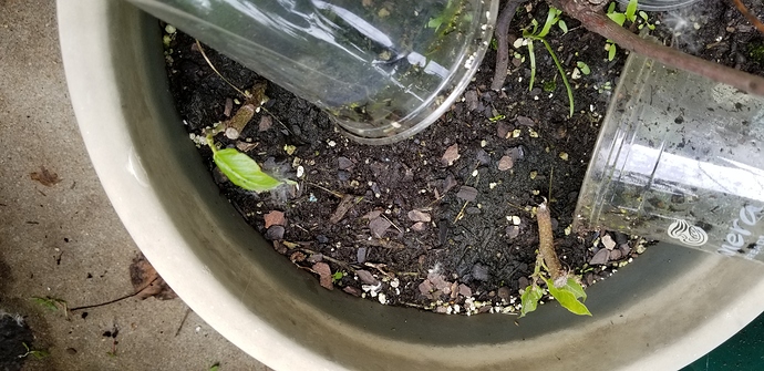 1529775223404144912418227348660