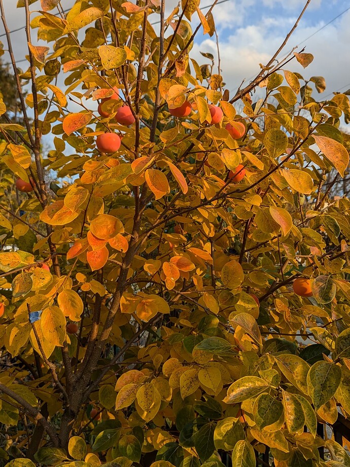 PXL_20241031_213234719.PORTRAIT