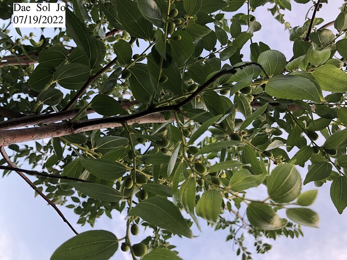 Dae_Sol_Jo_07-19-2022