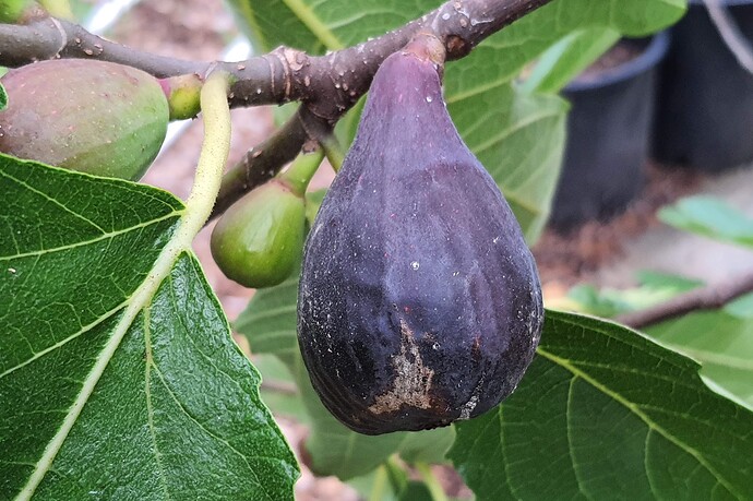 Violette de Bordeaux VDB Breba 07-07-21  1