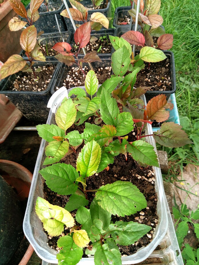 IMG_20240503_172322_036~2