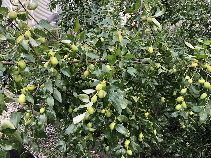 Sugar_Cane_close_w_09-30-2021