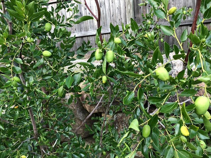 Autumn_Beauty_08-11-2011