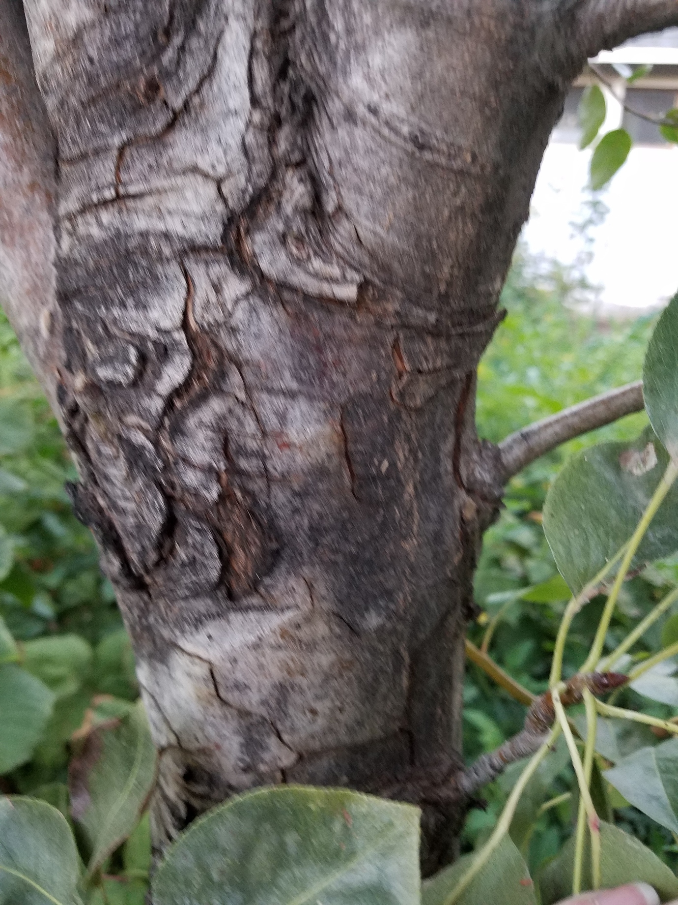 Fire Blight Bartlett Pear General Fruit Growing Growing Fruit