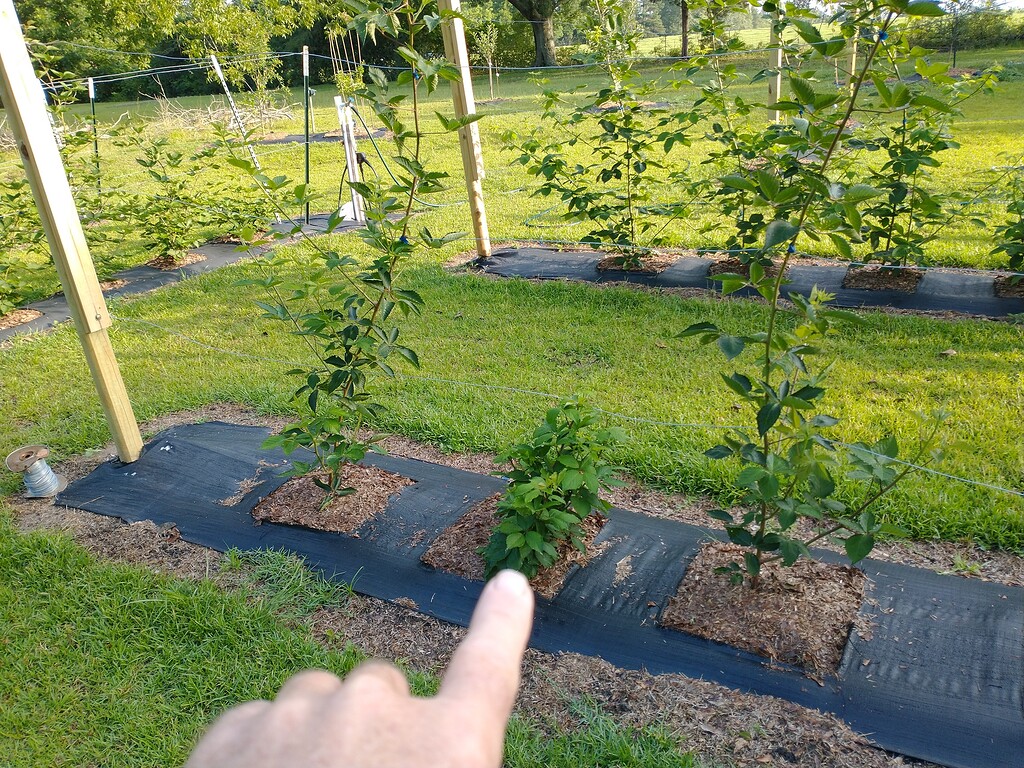 BlackBerry not growing upright General Fruit Growing Growing Fruit