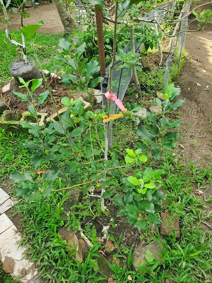 Pink Lady on Standard Rootstock