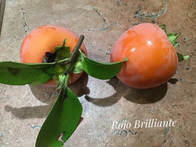 17BB750F-8D7B-468B-B1DC-9B182C6ED065