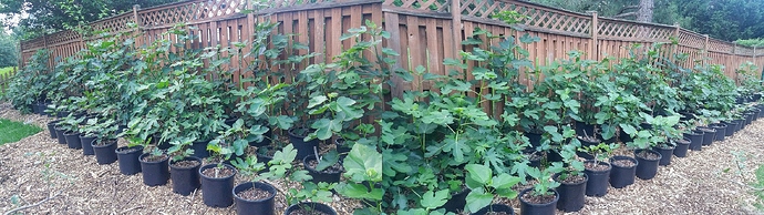 Figs2018